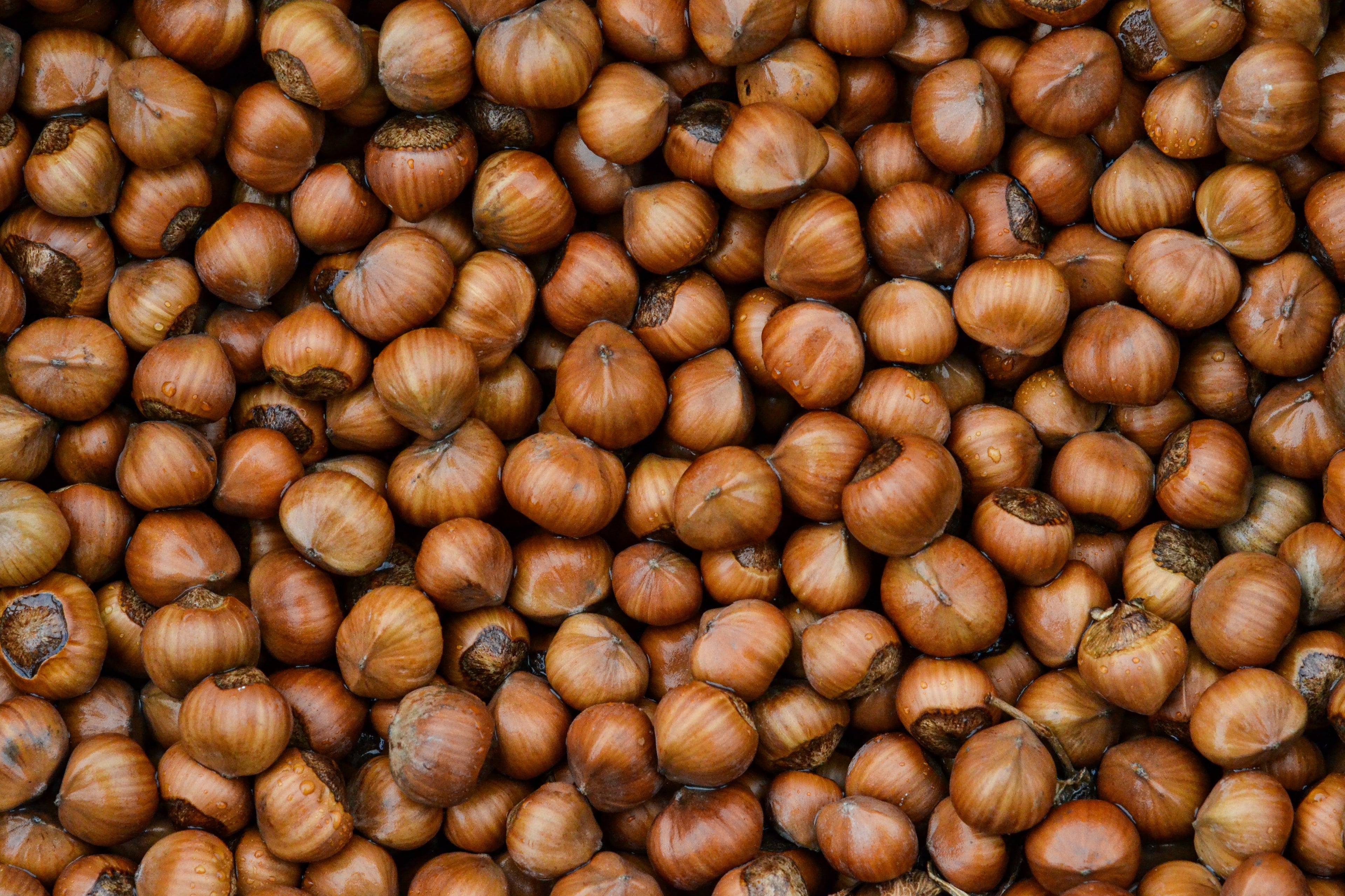 Lots of unshelled hazelnuts