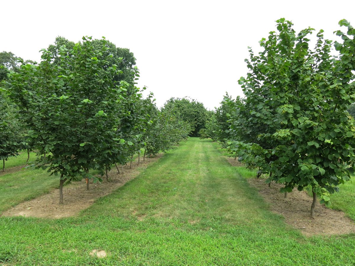 Rows of hazelnut trees